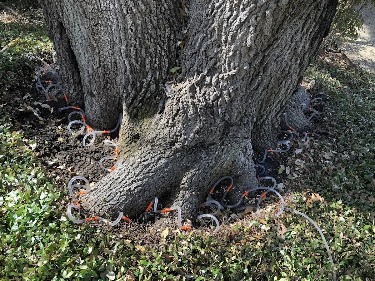 Detailed Tree Cabling and Bracing job site in San Miguel