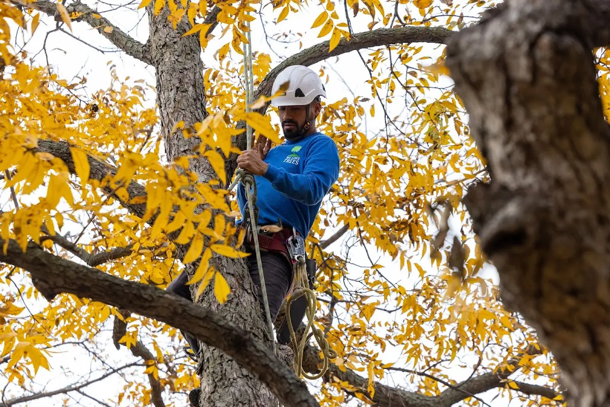 Skilled Tree Pruning crew working in San Miguel
